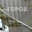 В Кирове на фоне непогоды ГЖИ обеспокоилась наличием опасных деревьев во дворах - ProGorod.Ru