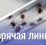 "Горячая линия" по профилактике клещевого энцефалита - Администрация г. Мегиона