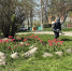 В тульских парках продолжаются антиклещевые обработки - ИА Тульская служба новостей