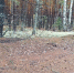 Прогулка лосихи с новорожденным лосенком попала в объектив фотоловушки - Нижегородская правда