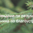 В Петербурге выбирают самый чистый район по итогам месячника по благоустройству - Комитет по благоустройству