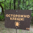 Клещи покусали 760 жителей Новосибирской области за неделю - Gorsite.Ru