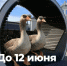 Более 100 000 омичей уже отдали свои голоса в пользу благоустройства тех или иных объектов - Сетевое издание Заря-Полтавка
