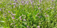 Консультация о неблагоприятном явлении погоды - Департамент пожарной безопасности и гражданской защиты