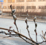 городское дерево нуждается в обрезке - ИА Nord-News.Ru