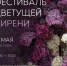 Под Орлом на фестивале сирени приготовят сиреневый сыр и цветочные коктейли - OrelTimes.Ru