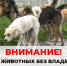 Внимание! Отлов животных без владельцев. - Жуковский округ