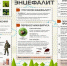 Клещевой энцефалит. - Белохолуницкий муниципальный район