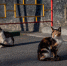 Коты охотятся на крыс - ИА Nord-News.Ru