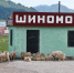 Борьбу с бесконтрольным выпасом скота усиливают в Республике Алтай - Сетевое издание Толк