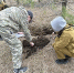 В Шарлыкском лесничестве подтверждена необходимость ликвидации очага пилильщика-ткача звездчатого - Рослесозащита Оренбургской области