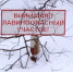 Осторожно! Лавина! ГУ МЧС России по Камчатскому краю - KamchatkaMedia.Ru