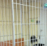 В Карелии 17-летний подросток изнасиловал девочку - Gubdaily.Ru