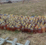 В Карелии пообещали убрать опасные 200 канистр с маслом - Gubdaily.Ru