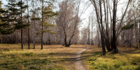 Лес. Фото из архива IRK.ru - Irk.Ru
