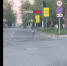Сегодня 8 мая на улице Красная в Пензе заметили косулю, бегущую среди машин - Stolica58.Ru