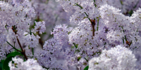 Сирень. Фото Никиты Сиденина - RuffNews.Ru