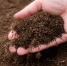 Готовлю вонючку для роз в мае: Тля и муравьи бегут вприпрыжку - ни 1 на кустах нет - MagadanMedia.Ru