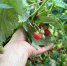 Не малина, а крыжовник какой-то: добавляю это средство в раствор  - после снимаю крупные ягоды - Progorod33.Ru