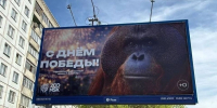 Баннер с орангутаном к 9 Мая в Новосибирске заинтересовал прокуратуру и Роскомнадзор - Сетевое издание Толк