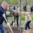 В Петропавловском парке Ярославля высадили новые деревья - Ярославский регион