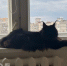 Скучают ли кошки, когда вас нет дома: честный ответ, который удивит каждого хозяина - Pg12.Ru