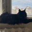 Хотите кота на всю жизнь: 3 породы с крепким иммунитетом, которые остаются активными до глубокой старости - ProDzer.Ru