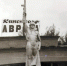 Воину-освободителю - Rayon72.Ru