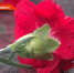 Каждый четвертый ушел на фронт: вклад Татарстана в Великую Победу - ТРК Татарстан-Новый век