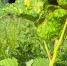Состав из 3 компонентов за 10 минут - смородине обязательно: и тля сбежит, "теряя тапки" - Progorod58.Ru