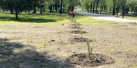 В Каланчаке ко Дню Победы высадили новую аллею - Херсонское агентство новостей