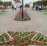 На улицах Гвардейска высадят 18 тысяч однолетних цветов (фото) - Kaliningrad.Ru