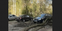 Непогода в Прикамье привела к нарушениям в работе электросетей - Ветта