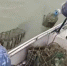 Полиция вернула в Веселовское водохранилище в Ростовской области более 5 тысяч раков и рыб - Газета Таганрогская правда