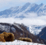 Многоснежные зимы на Камчатке сложнее всего переживают лоси - KamchatkaMedia.Ru