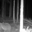 Тайную жизнь медведя зафиксировала фотоловушка в Нижегородской области - Нижегородская правда