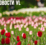 Сегодня во Владивостоке без осадков и до +19 °С - NewsVl.Ru