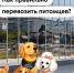 Иногда в поездах МЦД можно встретить пассажиров не только с сумками и чемоданами, но и с хвостами и ушами - Департамент транспорта