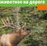В мае и июне 2026 года в Башкортостане ожидается повышенная активность диких животных на дорогах - Калтасинский район