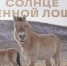 Состоялась премьера первого документального фильма о переселении лошадей Пржевальского в Хакасию - Заповедник Хакасский
