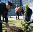 В Камызякском районе Астраханской области высадили живые памятники - Bloknot-Astrakhan.Ru