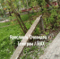 В Ярославле дерево рухнуло на легковушку - YarNews.Ru