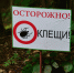 За неделю в Ульяновской области клещи покусали 110 человек - Ulyanovsk.Express