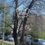 Пензенцы просят убрать опасные сухие деревья на ул. Рахманинова - Progorod58.Ru