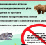 Правила безопасности при встрече с дикими животными - Газета Истра сегодня