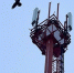 МТС запустила отечественные базовые станции LTE в 15 районах Приангарья - Weacom.Ru