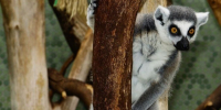 лемуры - Bankfax.Ru