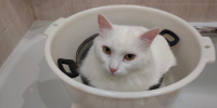 кот в тазу вода отключение воды - Сетевое издание Арбуз