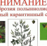 Осторожно, карантинный сорняк - амброзия полыннолистная! - Администрация г.п. Лабинска