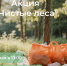 Приглашаем на акцию «Чистые леса в Республике Мордовия»! - Министерство лесного, охотничьего хозяйства и природопользования